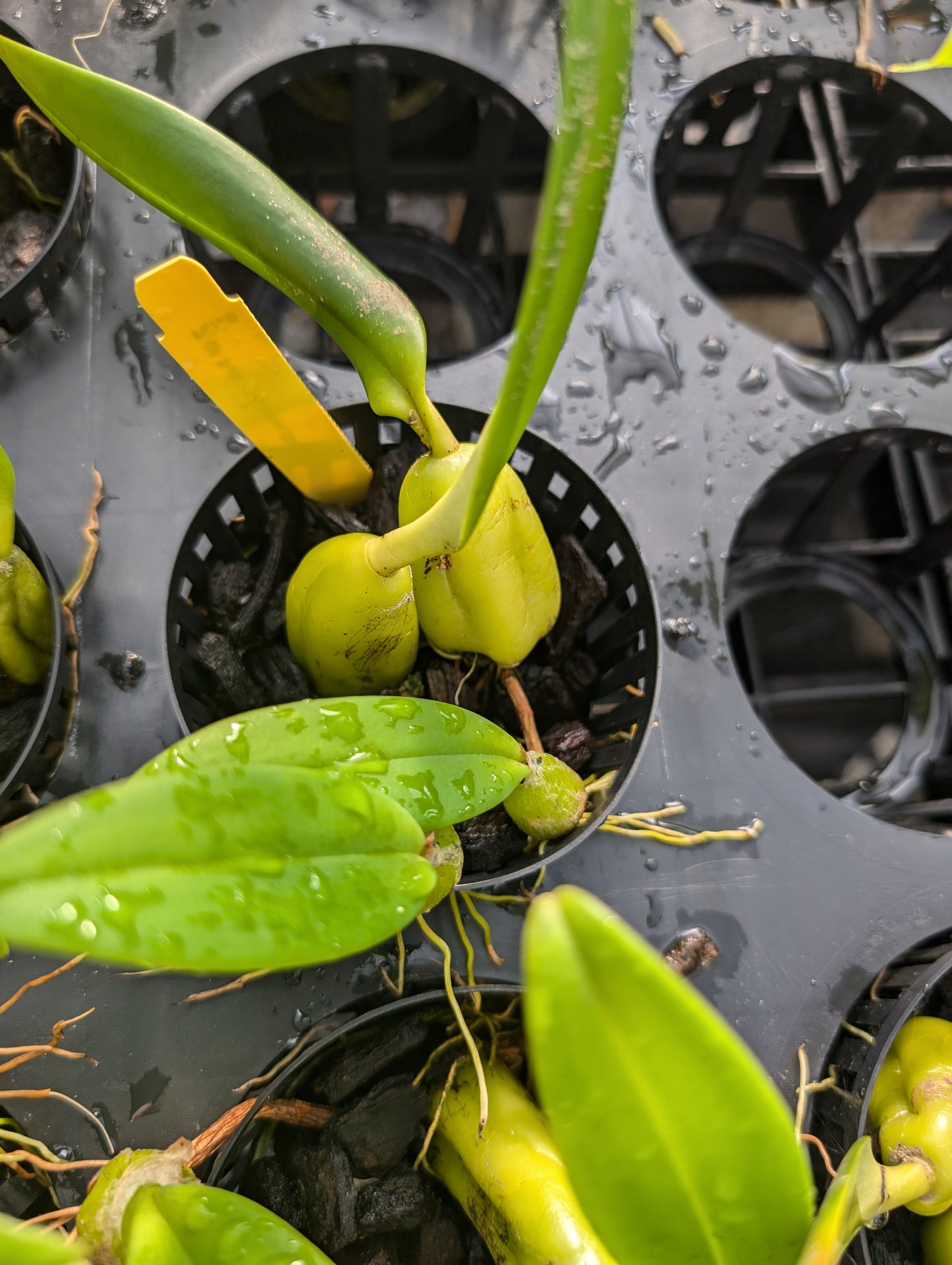 Bulbophyllum careyanum | Blooming size not in bloom