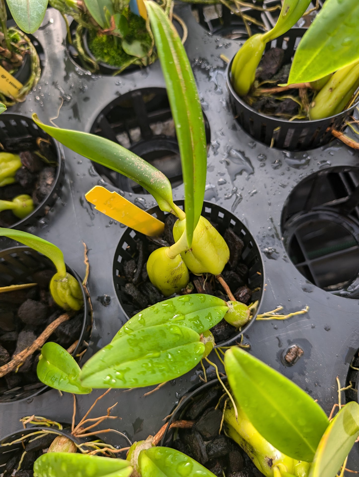 Bulbophyllum careyanum | Blooming size not in bloom