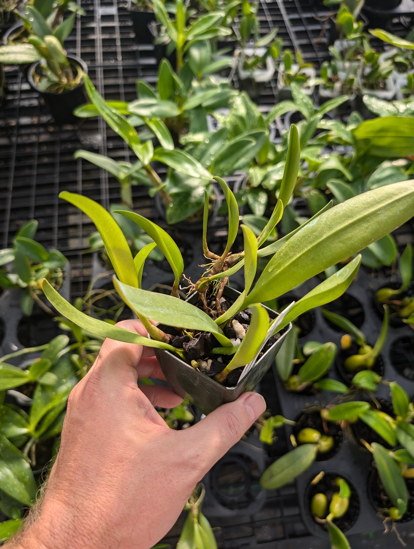 Bulbophyllum pulchellum var atropurpureum | Blooming size not in bloom