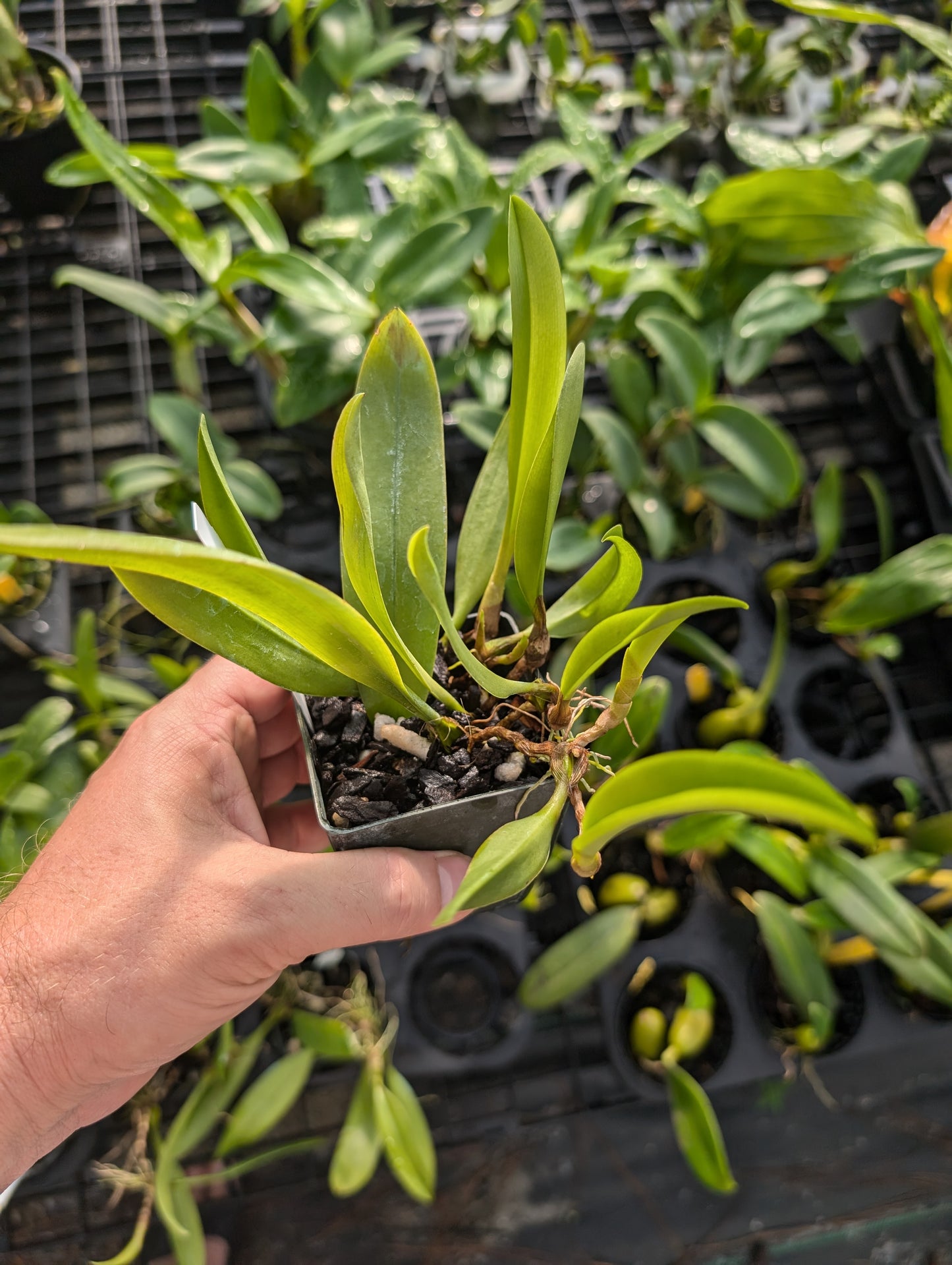 Bulbophyllum pulchellum var atropurpureum | Blooming size not in bloom