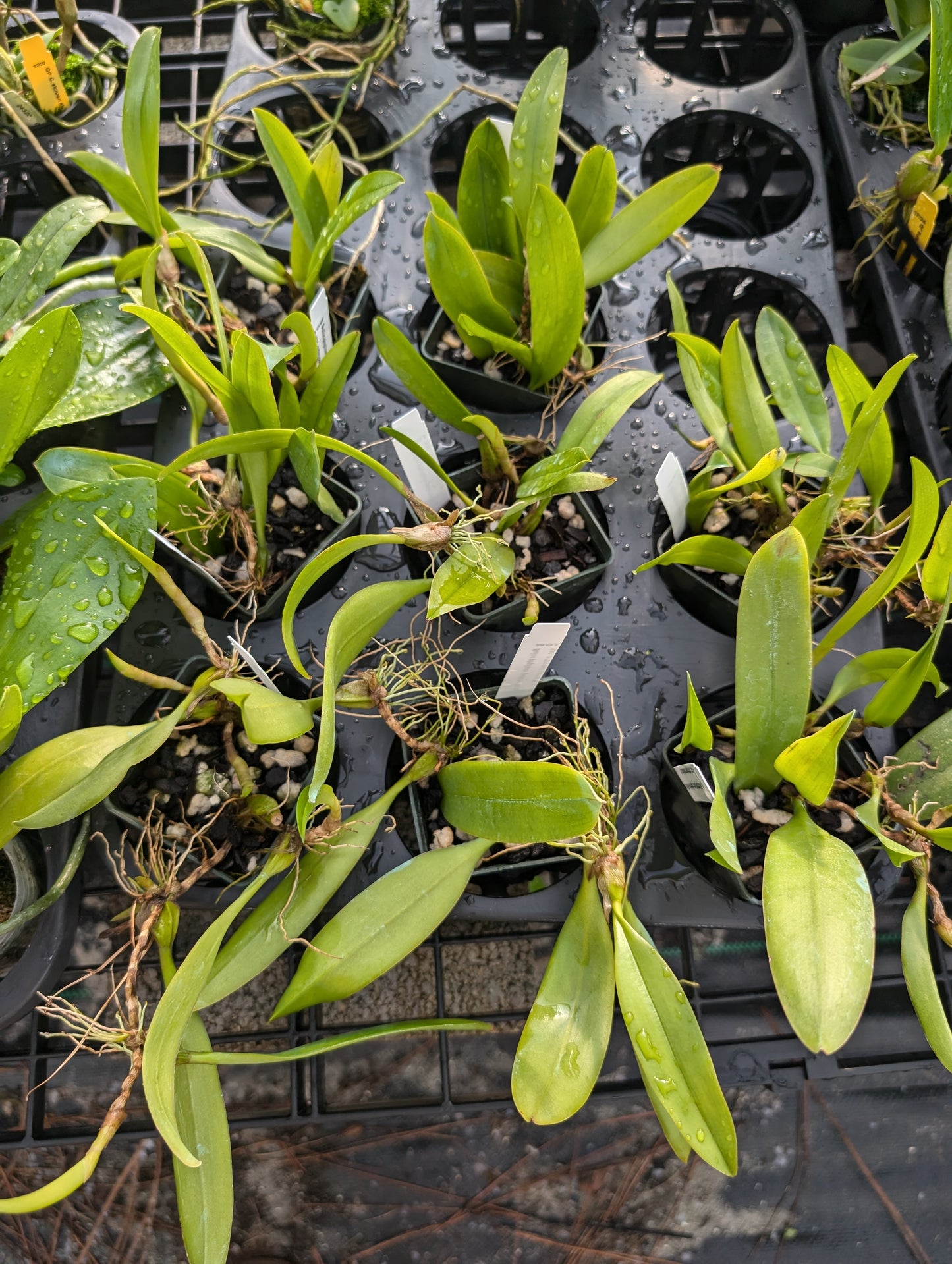 Bulbophyllum pulchellum var atropurpureum | Blooming size not in bloom