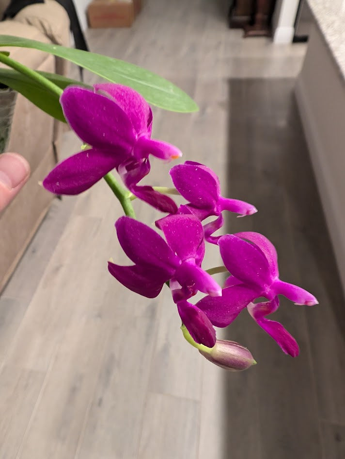 Phalaenopsis Sapphire's Galah | Blooming size not in bloom