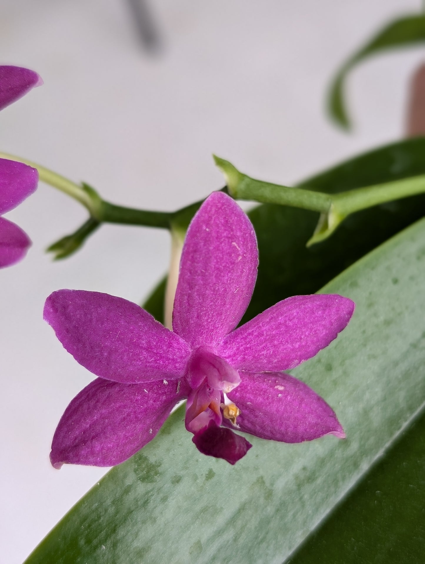 Phalaenopsis Sapphire's Galah | Blooming size not in bloom