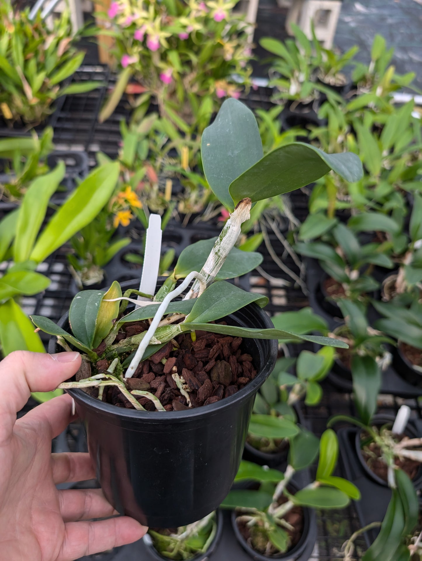 Cattleya violacea var. alba | 5" pot | Live Blooming Size Fragrant Orchid