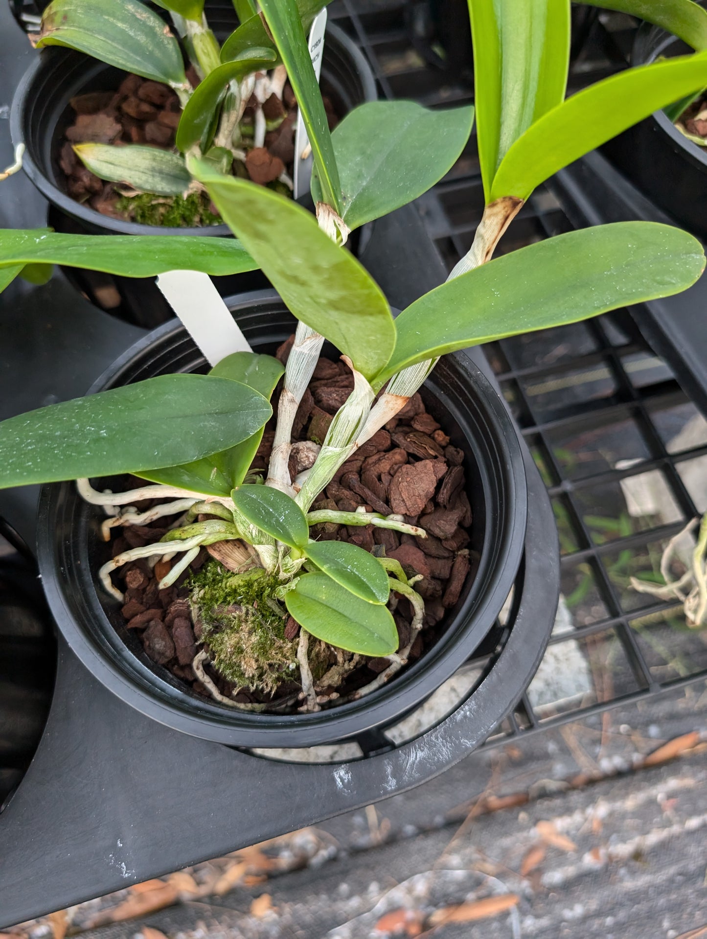 Cattleya violacea var. alba | 5" pot | Live Blooming Size Fragrant Orchid