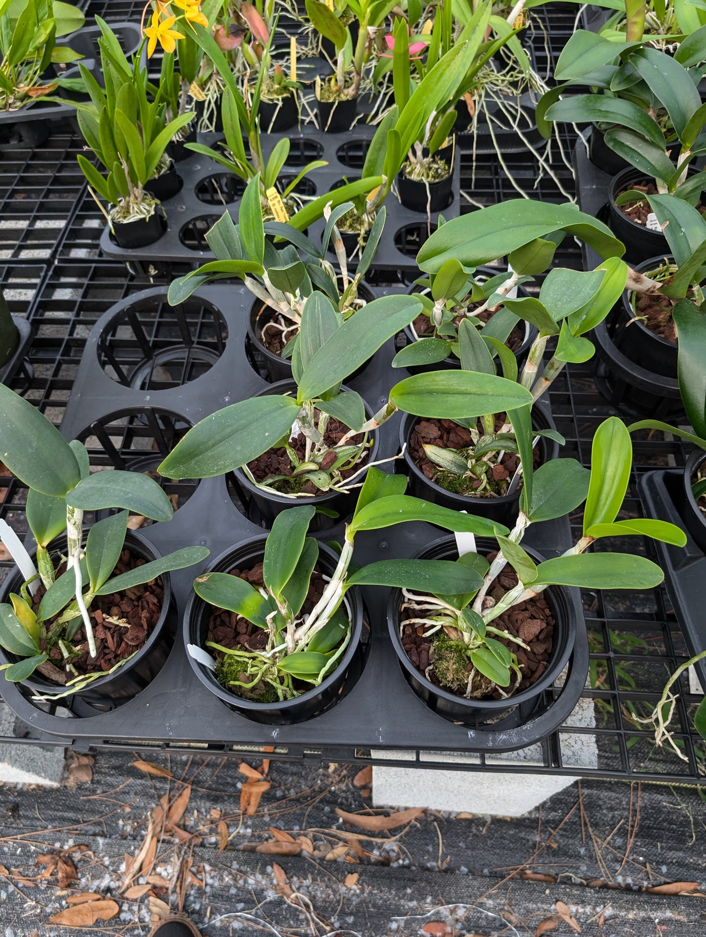 Cattleya violacea var. alba | 5" pot | Live Blooming Size Fragrant Orchid