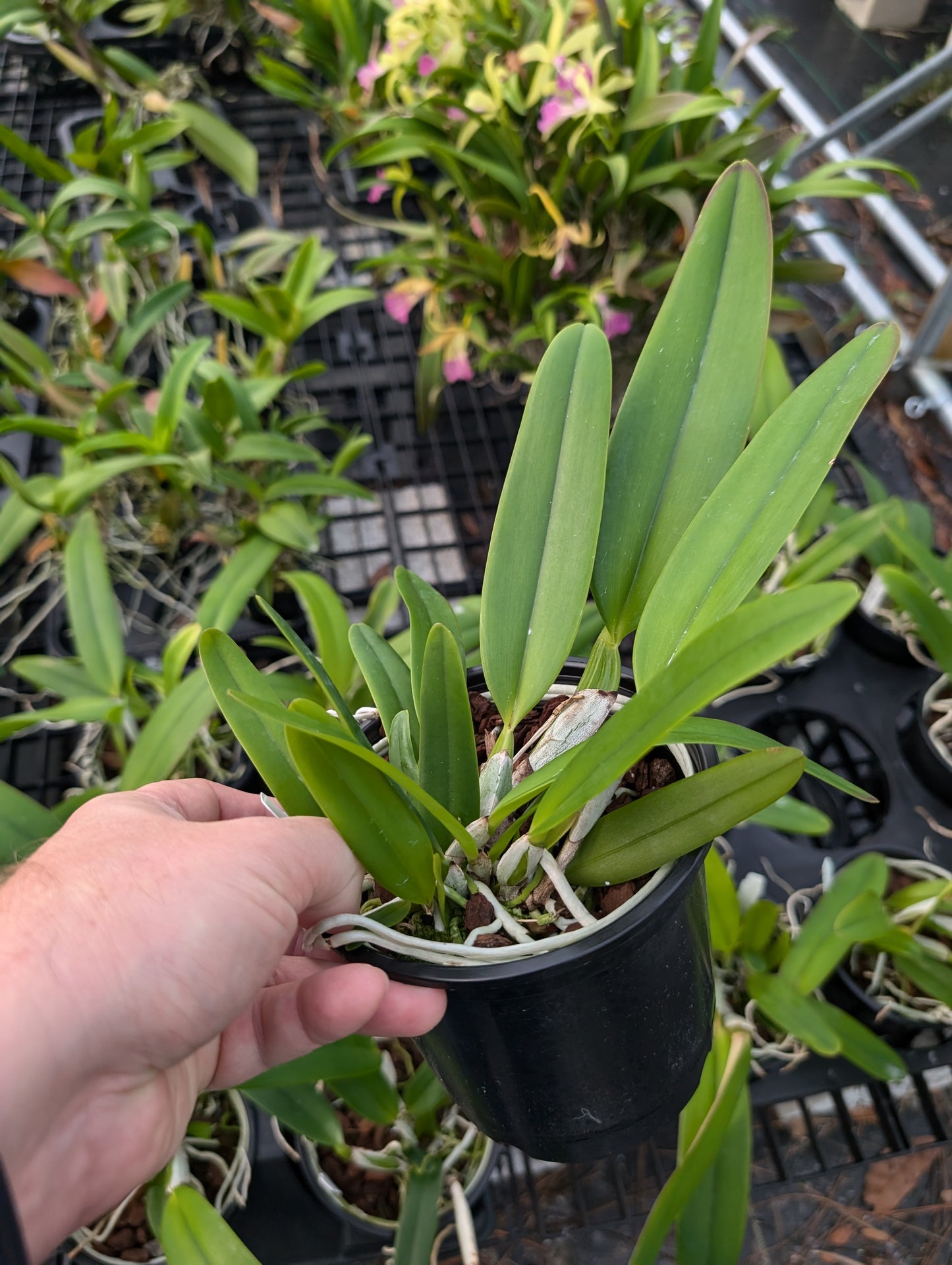 C. Jentri (C. jenmanii v. alba x C. trianae v. coerulea 'Blue' ) | 5" pot | Live Blooming Size Fragrant Orchid