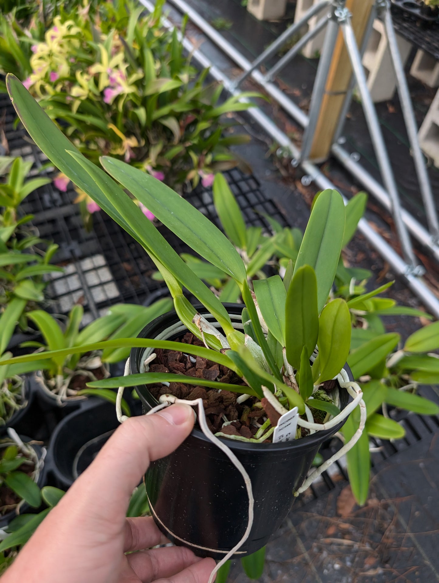 C. Jentri (C. jenmanii v. alba x C. trianae v. coerulea 'Blue' ) | 5" pot | Live Blooming Size Fragrant Orchid