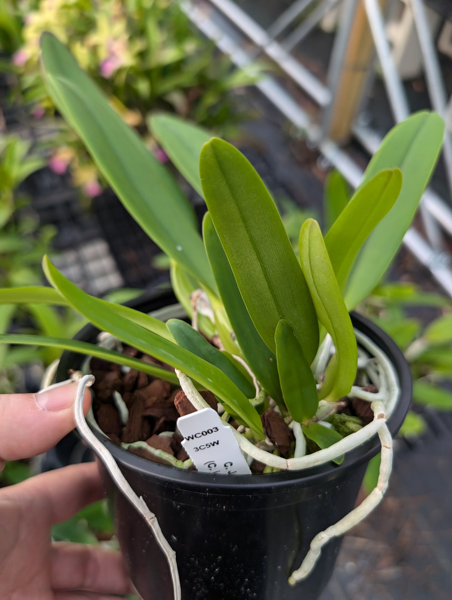 C. Jentri (C. jenmanii v. alba x C. trianae v. coerulea 'Blue' ) | 5" pot | Live Blooming Size Fragrant Orchid