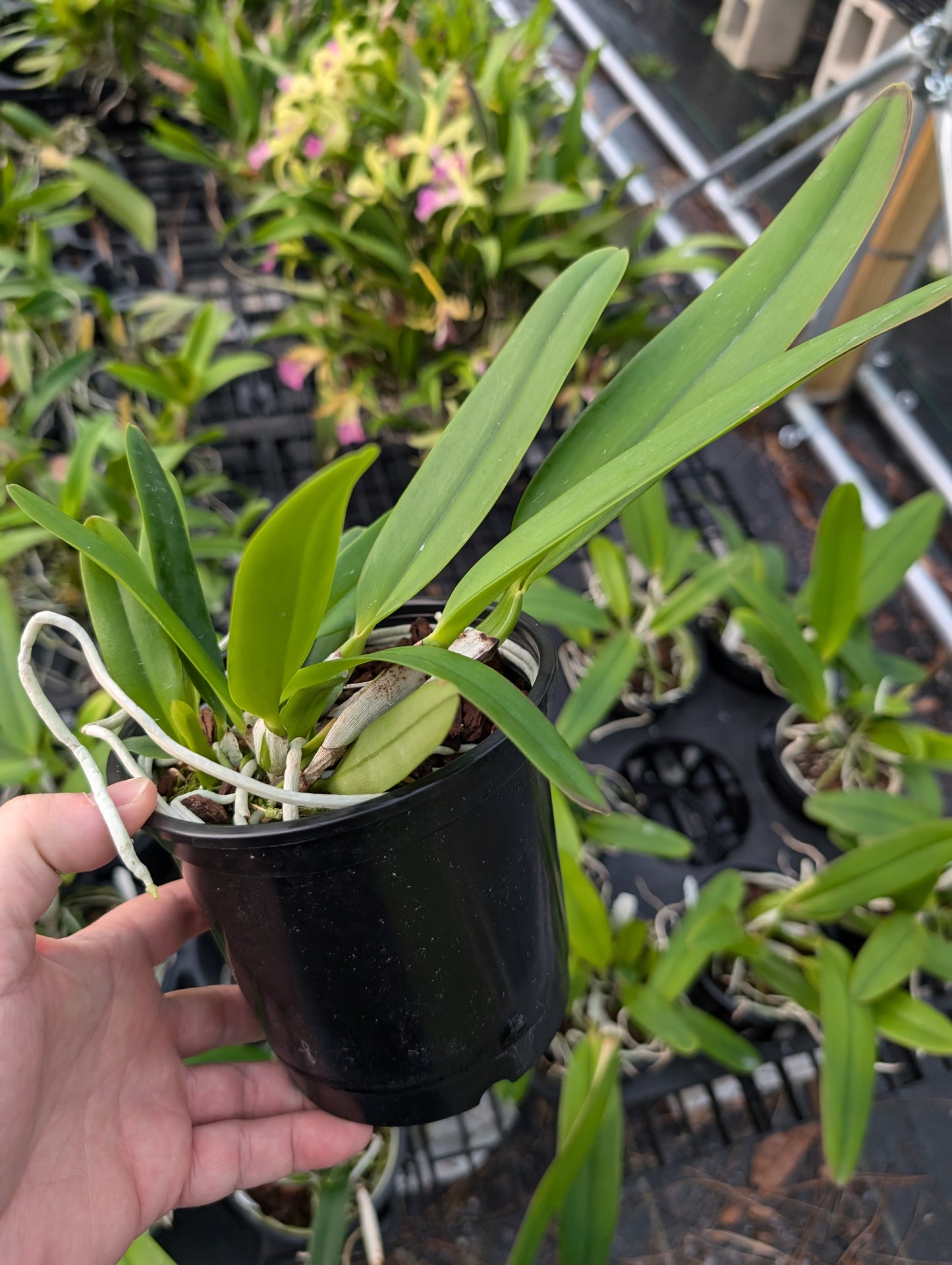 C. Jentri (C. jenmanii v. alba x C. trianae v. coerulea 'Blue' ) | 5" pot | Live Blooming Size Fragrant Orchid