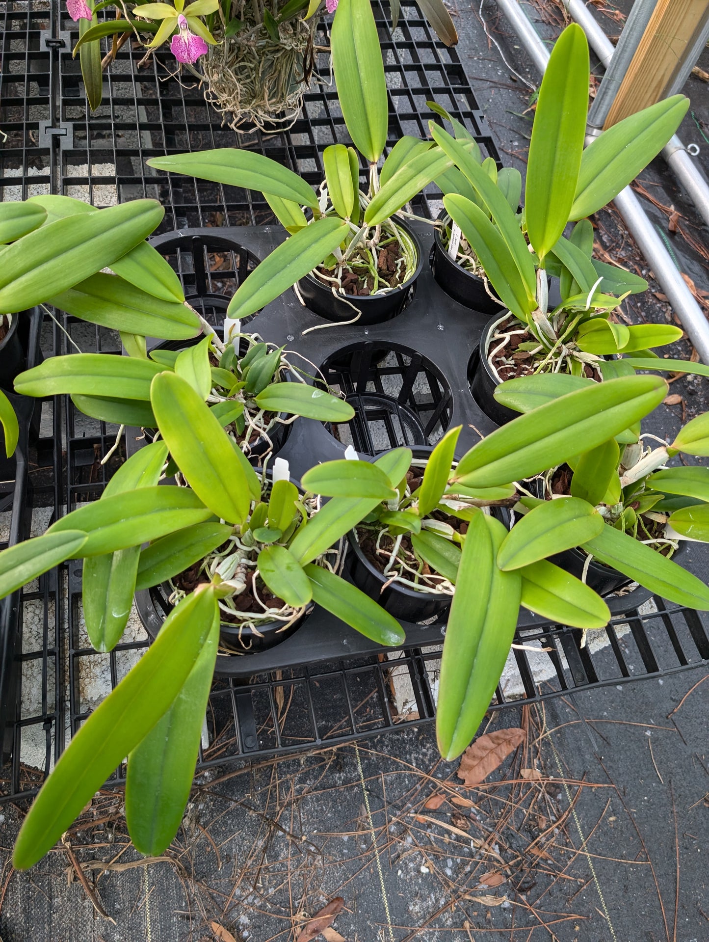 C. Jentri (C. jenmanii v. alba x C. trianae v. coerulea 'Blue' ) | 5" pot | Live Blooming Size Fragrant Orchid