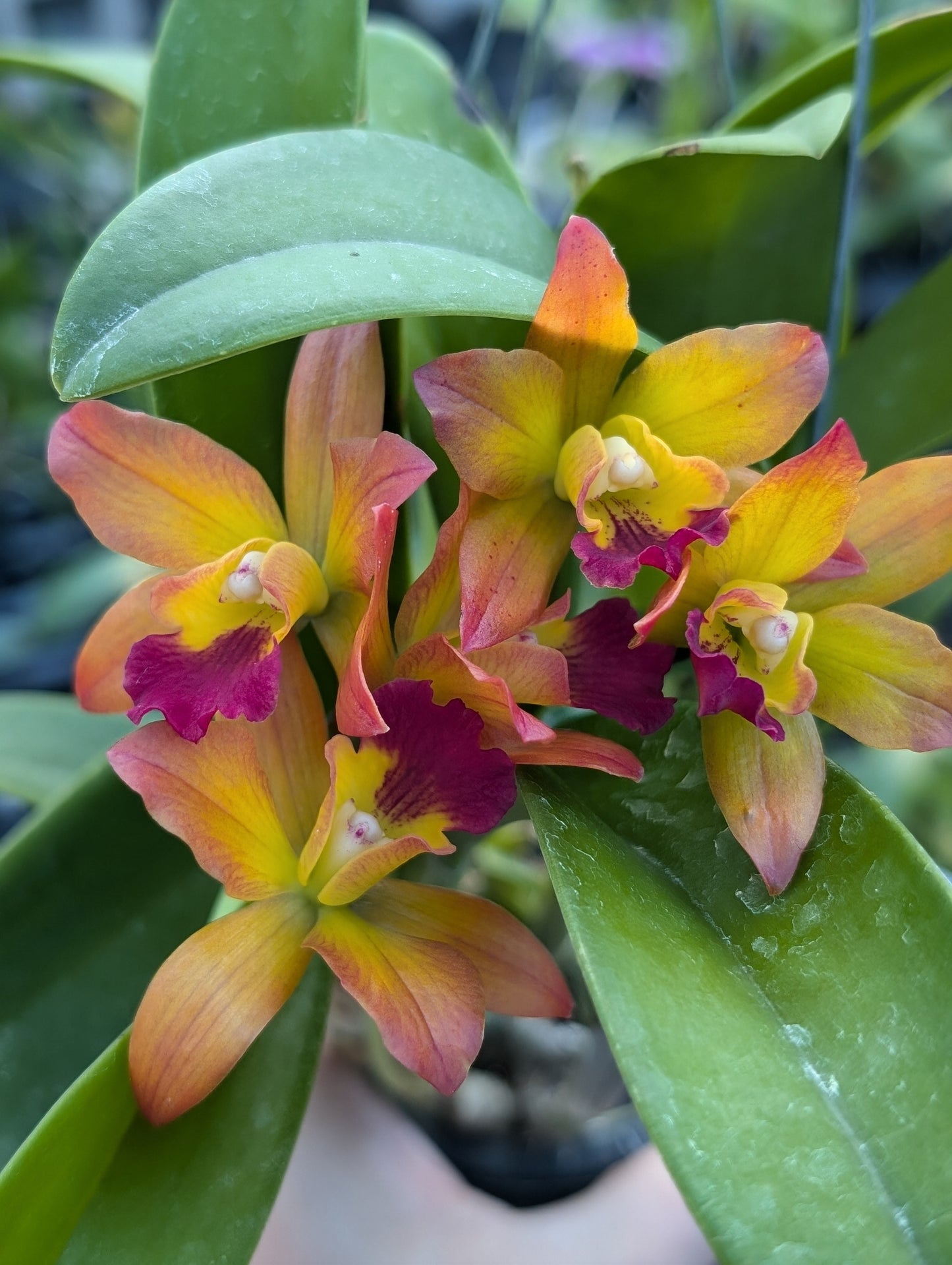 Cattlianthe Ploenpit Fantasy 'Jairak' | Blooming size not in bloom