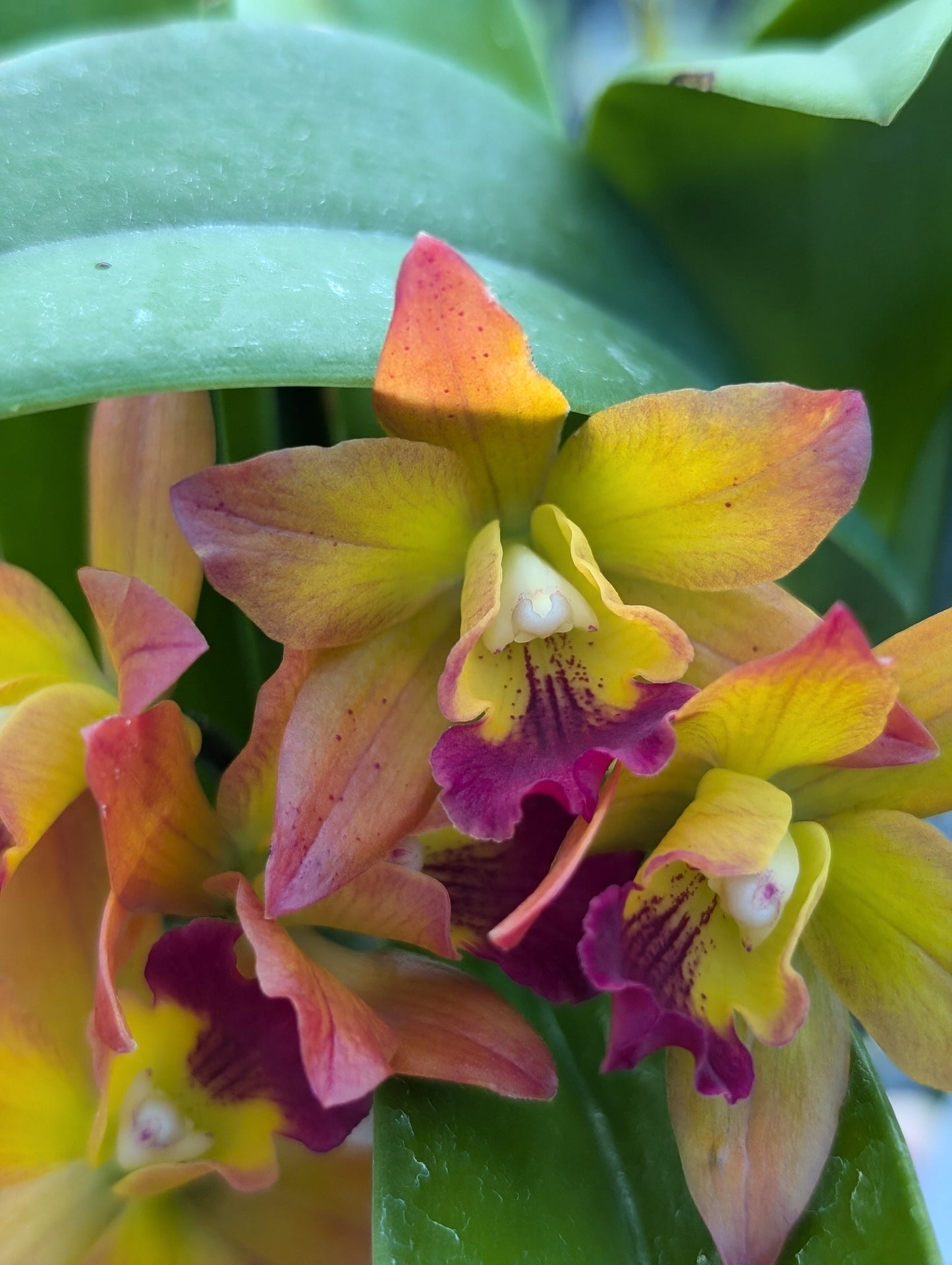 Cattlianthe Ploenpit Fantasy 'Jairak' | Blooming size not in bloom