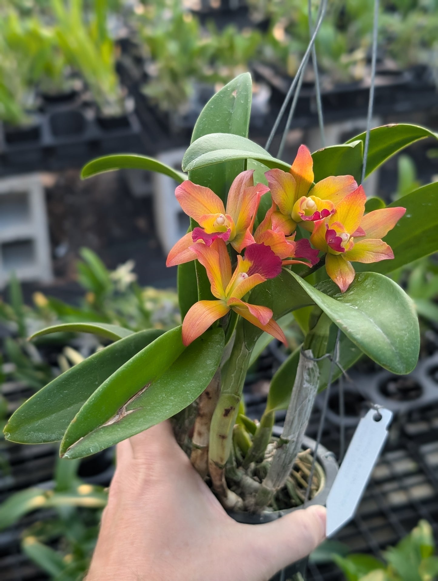 Cattlianthe Ploenpit Fantasy 'Jairak' | Blooming size not in bloom