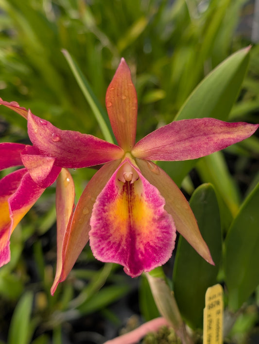 B. Nodosa 'Solid' x Pot. Hawaiian Prominence 'America' AM/AOS