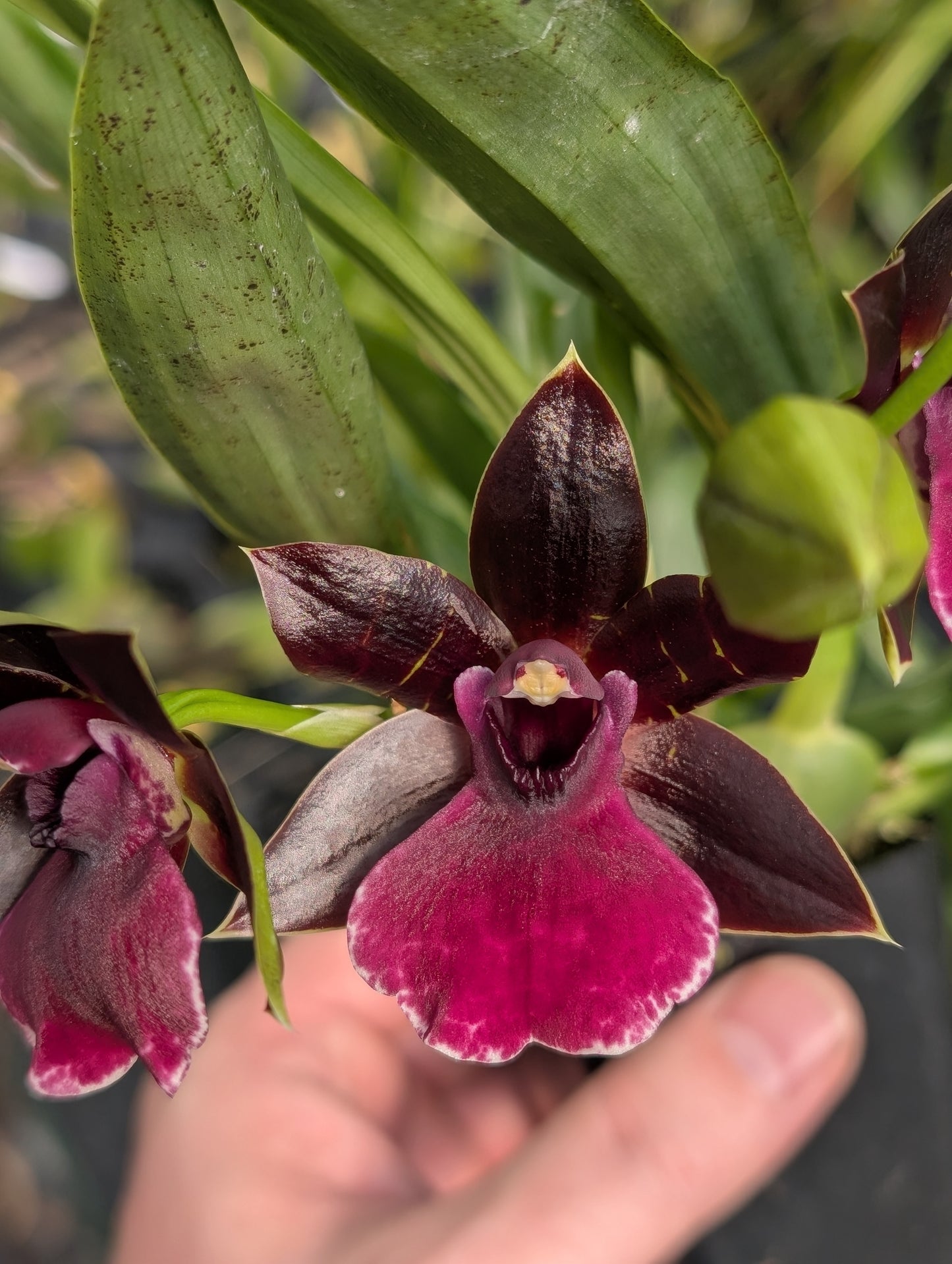 Ptpm. La Jolla Delight 'Hilo Orchid Farm' | All in spike