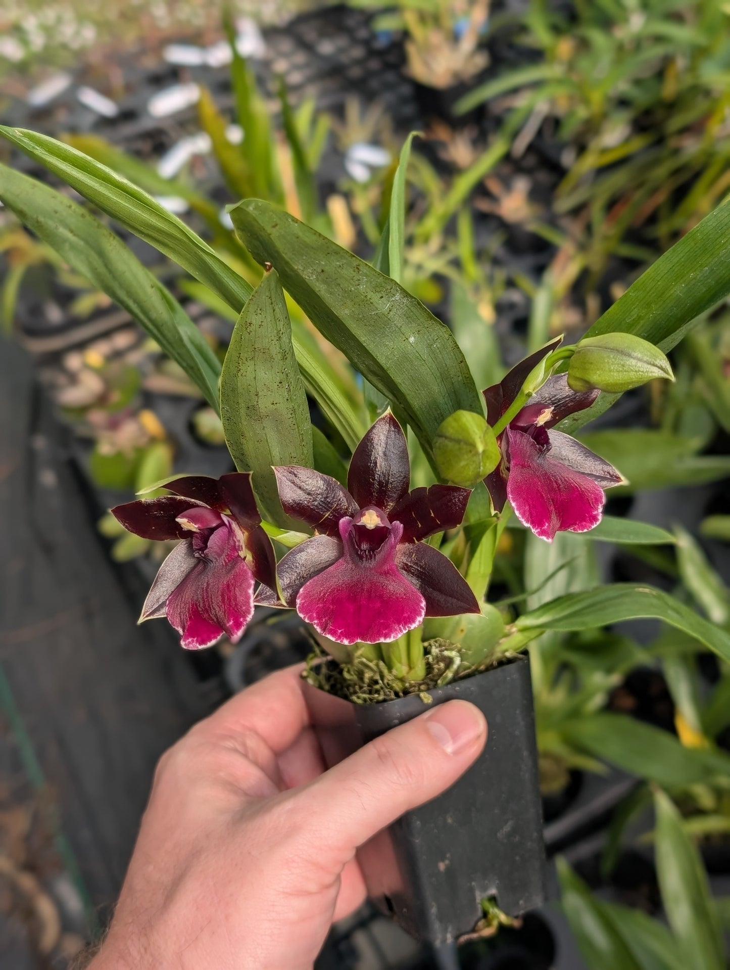 Ptpm. La Jolla Delight 'Hilo Orchid Farm' | All in spike