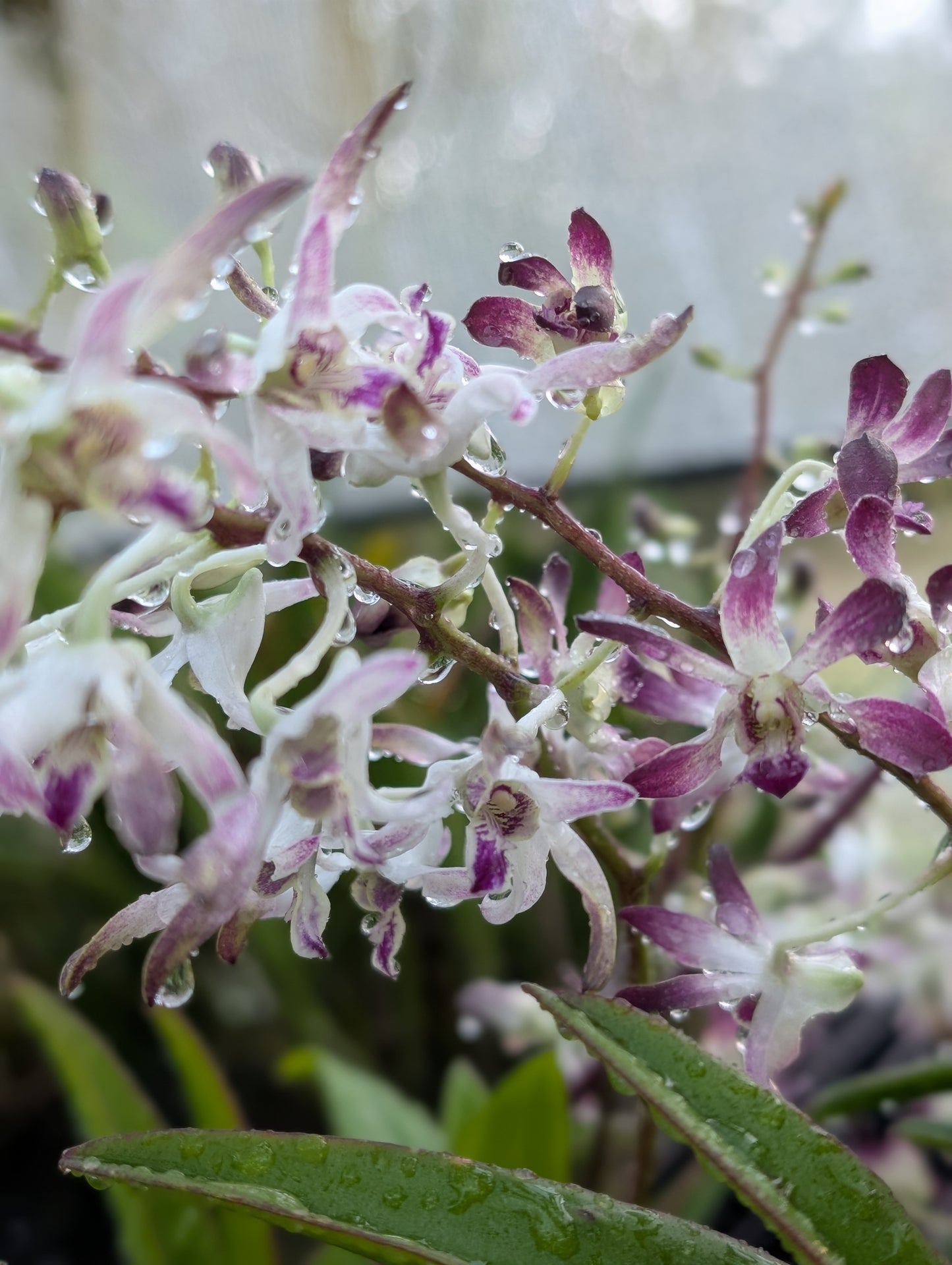 Den. Antelope Blue/Purple