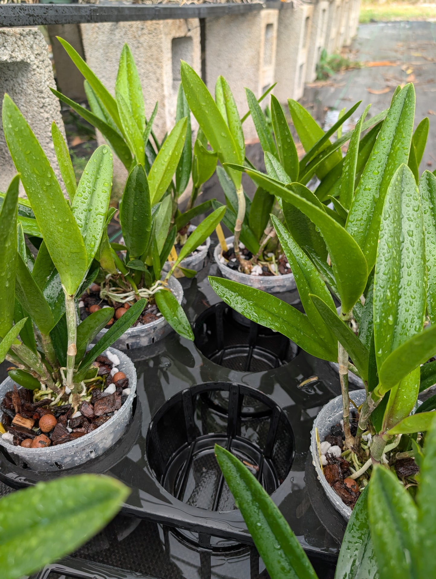 Brassocatanthe Taiwan Mermaid 'STK' | BS | 5" pot