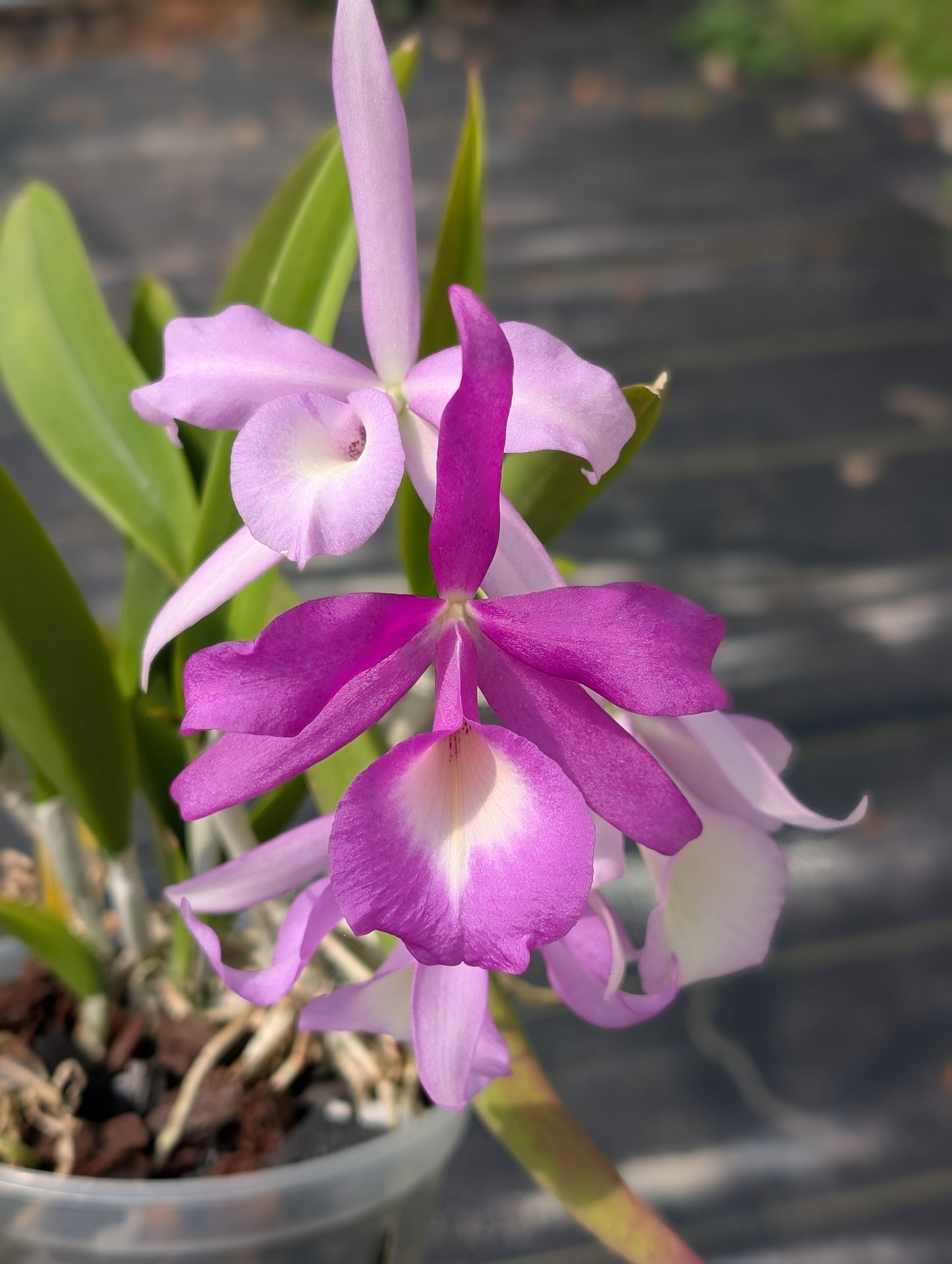 Bc. Elizabeth 4N | 5" pot | Live Blooming Size Fragrant Orchid