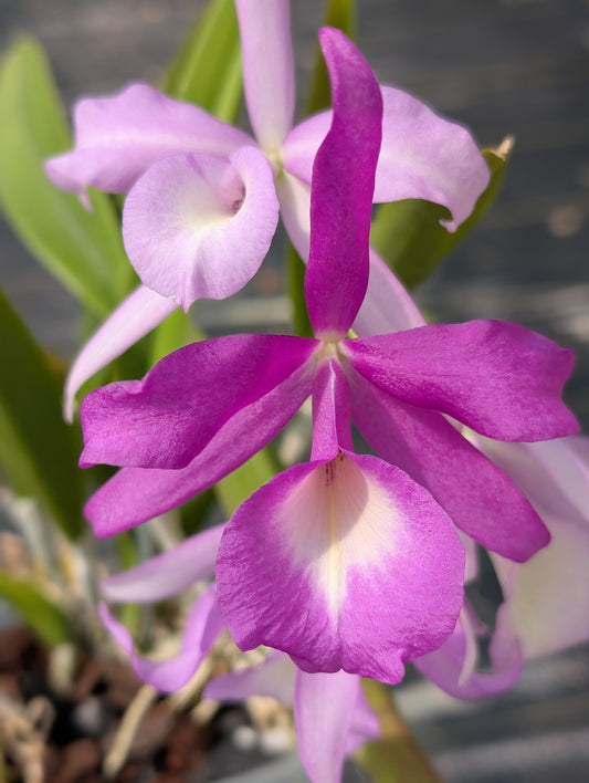 Bc. Elizabeth 4N | 5" pot | Live Blooming Size Fragrant Orchid