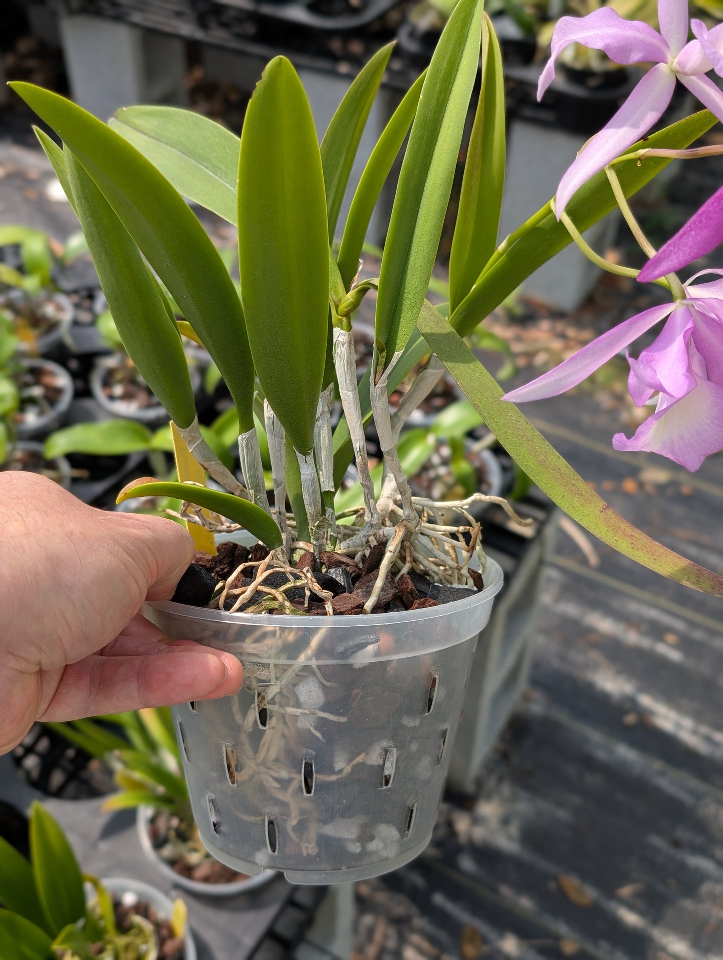 Bc. Elizabeth 4N | 5" pot | Live Blooming Size Fragrant Orchid