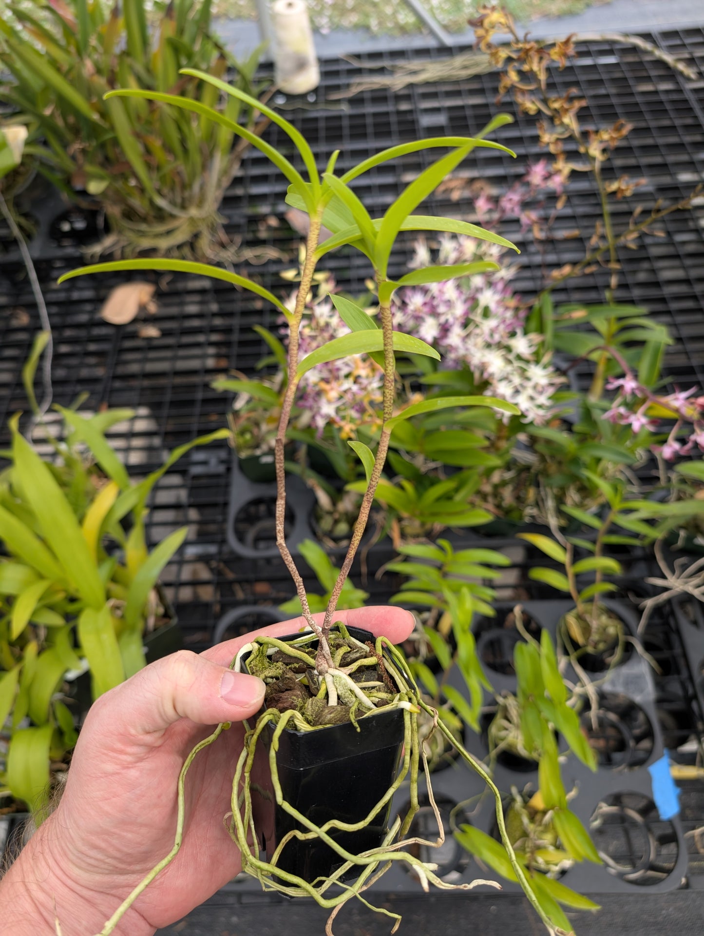 Oerstedella wallisii | Blooming size not in bloom