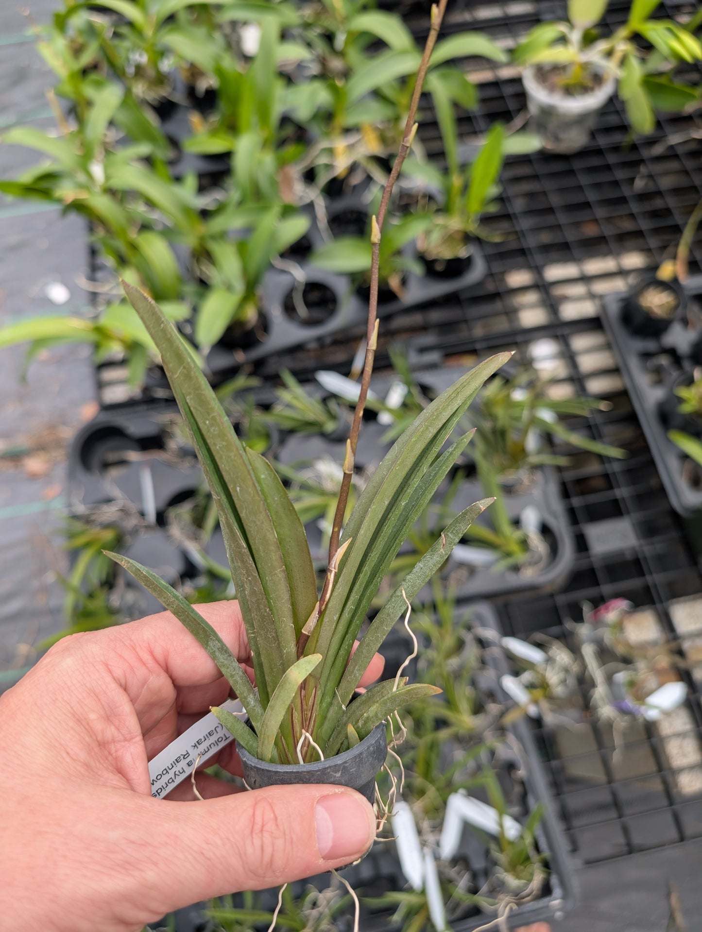 Tolumnia Jairak Rainbow 'Hybrids'| Blooming size miniature not in bloom