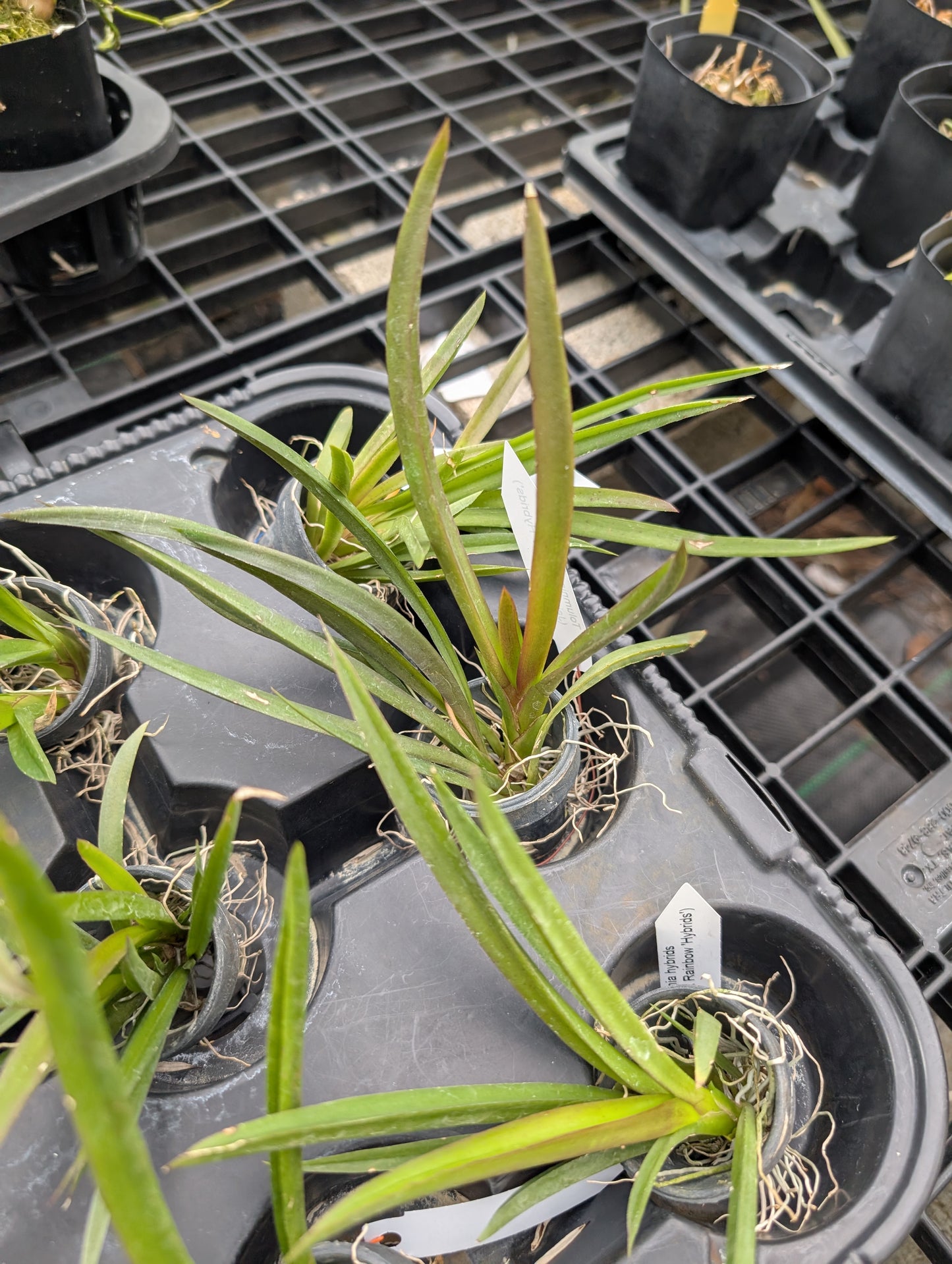 Tolumnia Jairak Rainbow 'Hybrids'| Blooming size miniature not in bloom