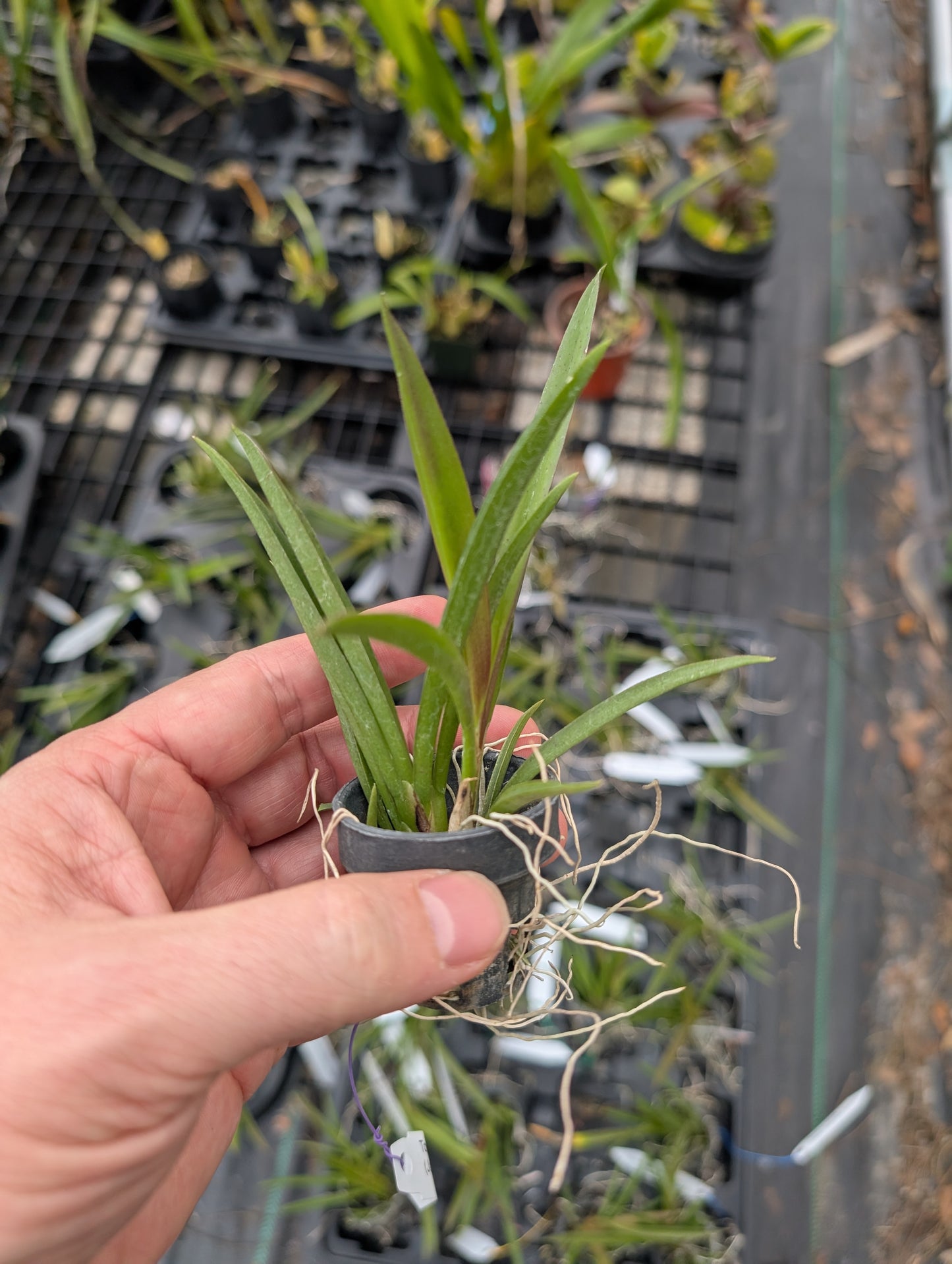 Tolumnia Jairak Flyer 'Red Cherry' | Blooming size miniature not in bloom