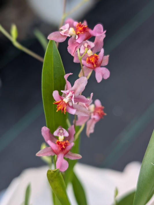 In SPIKE Oncidium Twinkle Pink Profusion