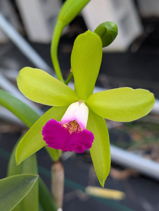 Bc. Gulfshore's Beauty 'Green Gem' x Rlc. Stippled Sunset