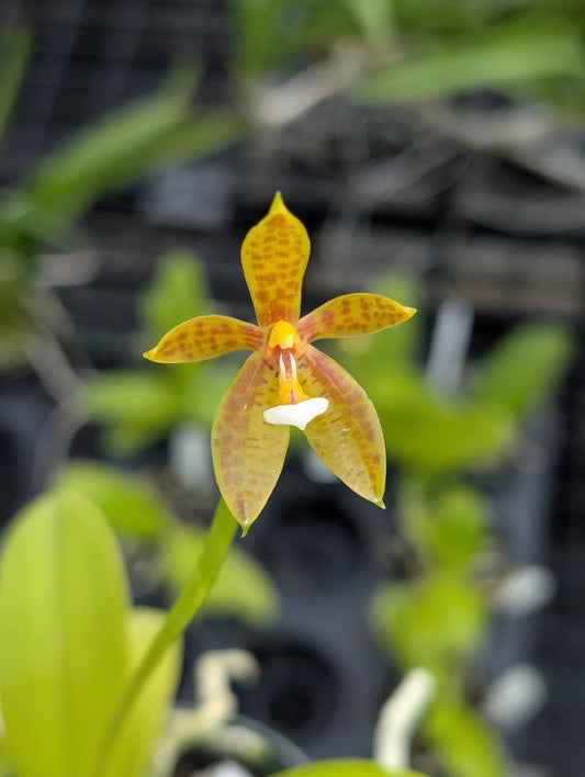 Phal. cornu-cervi var. flava x sib | Blooming size not in bloom