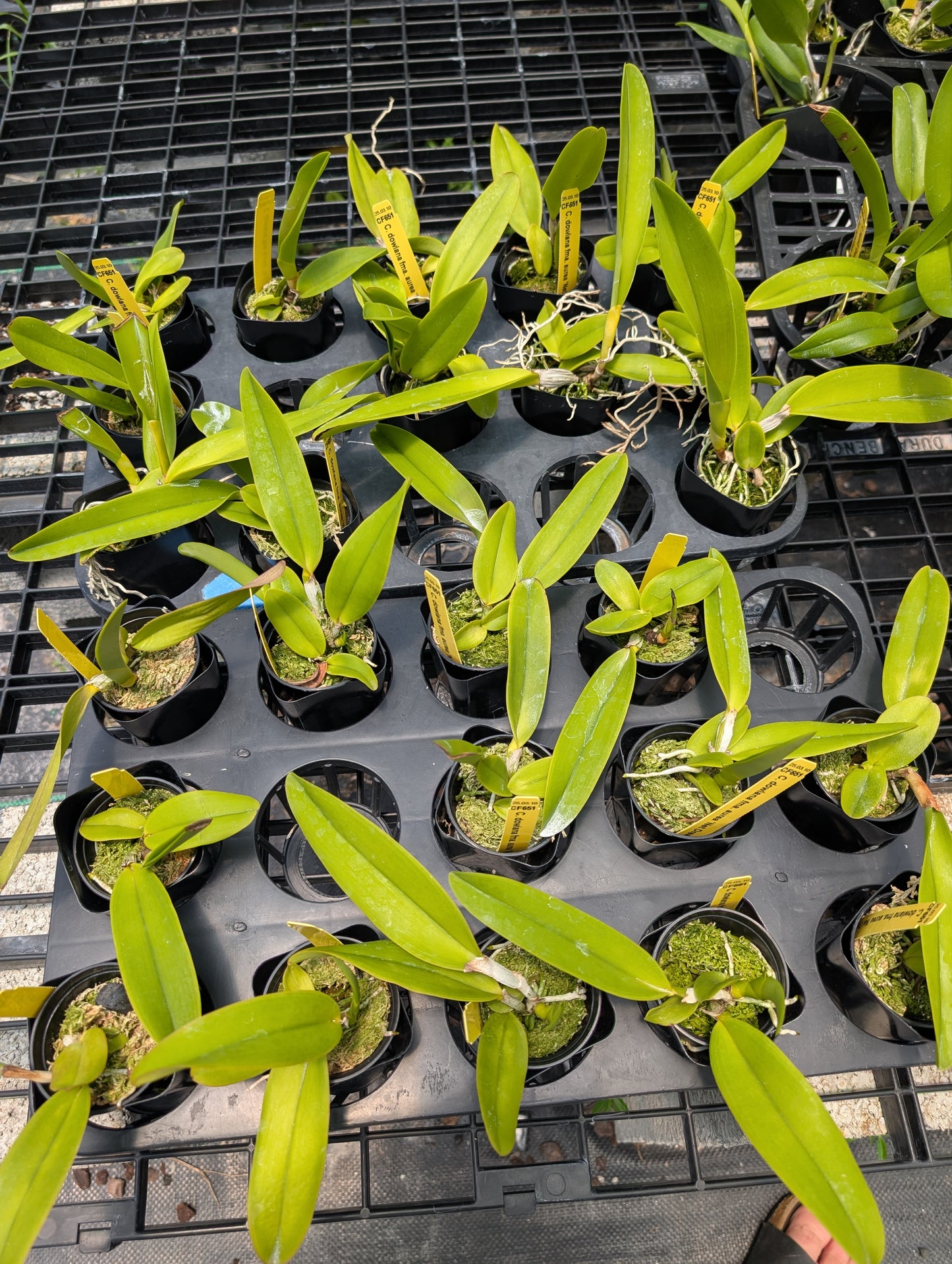 Cattleya dowiana fma aurea 'Net Dream' | NBS