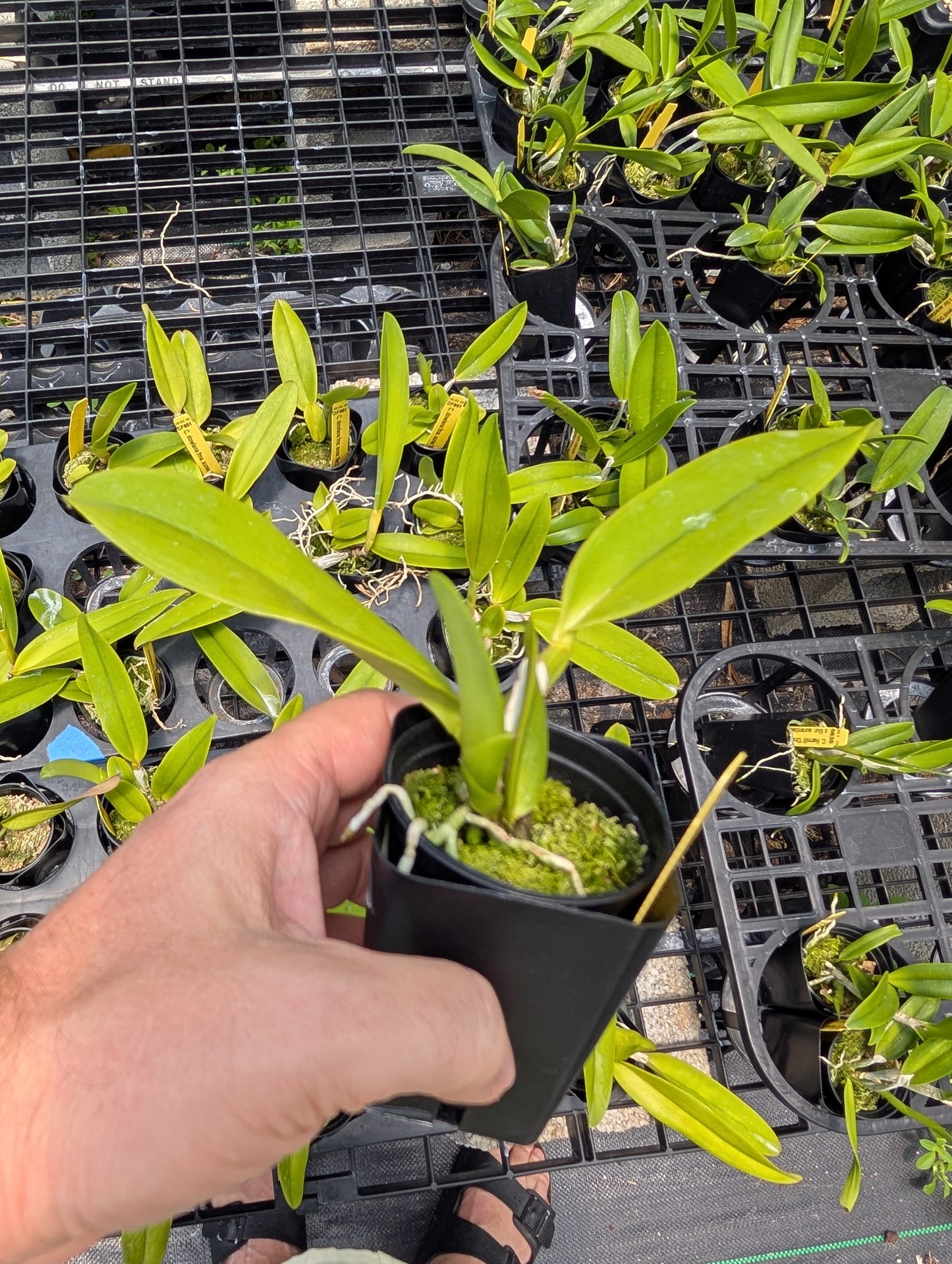 Cattleya dowiana fma aurea 'Net Dream' | NBS