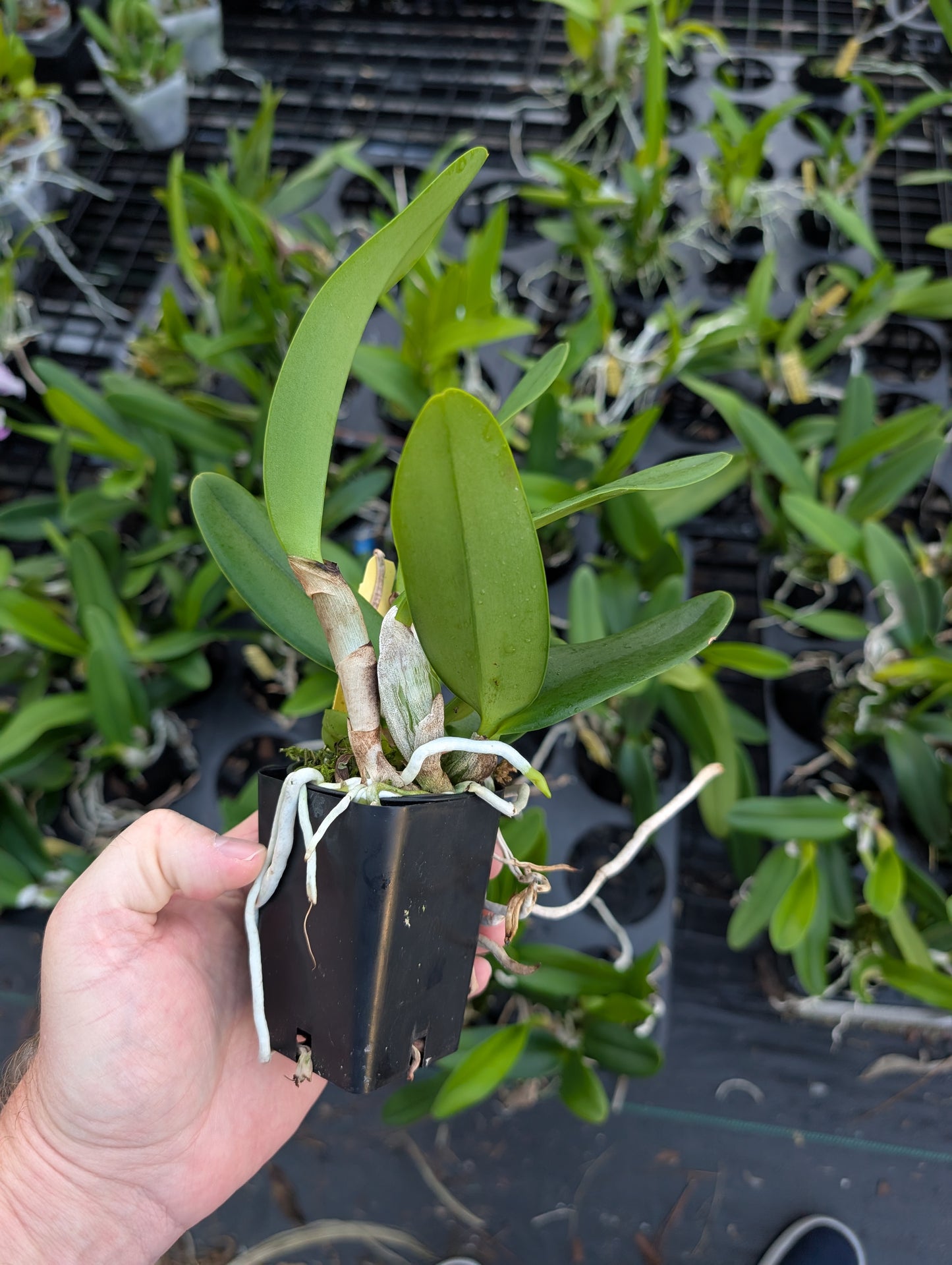Cattleya Hiroshima Melody 'Blue Geneie'