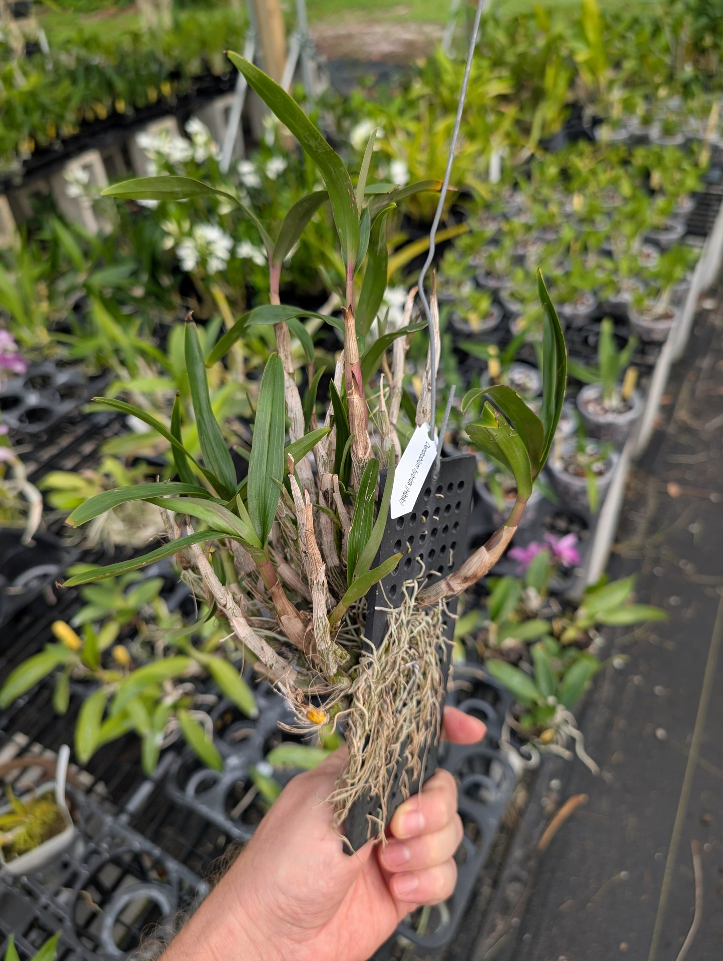 Dendrobium Hibiki | Blooming size not in bloom | Mounted Large