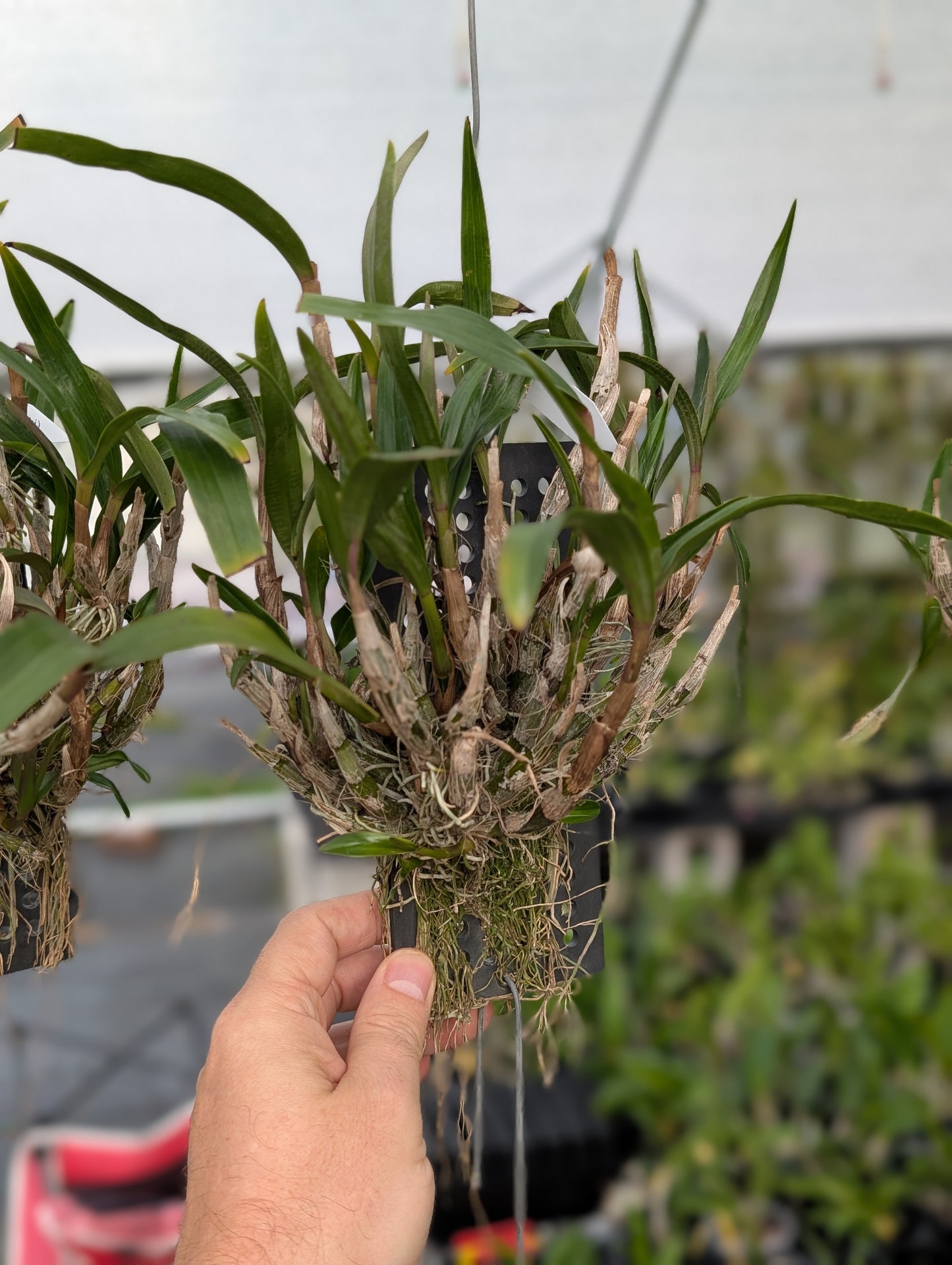 Dendrobium Hibiki | Blooming size not in bloom | Mounted Large