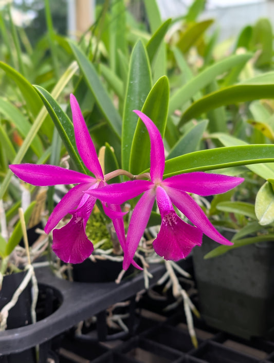 Brassocatanthe Memoria Stu Hamilton | BS not in bloom