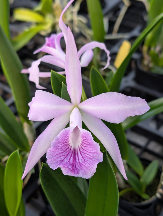 B. nodosa x C. Canhamiana | BS not in bloom