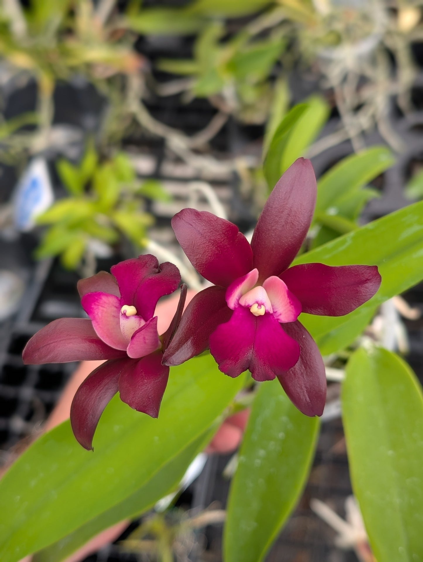 Ctt. Sagarik Wax 'African Beauty'