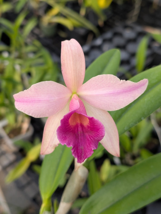 C. (Circle of Life x Prophesy) 'Pink Lady' x B. nodosa | Blooming size not in bloom