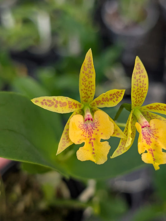 C. aurantiaca 'Spots' x Epi. stamfordianum | BS not in Bloom