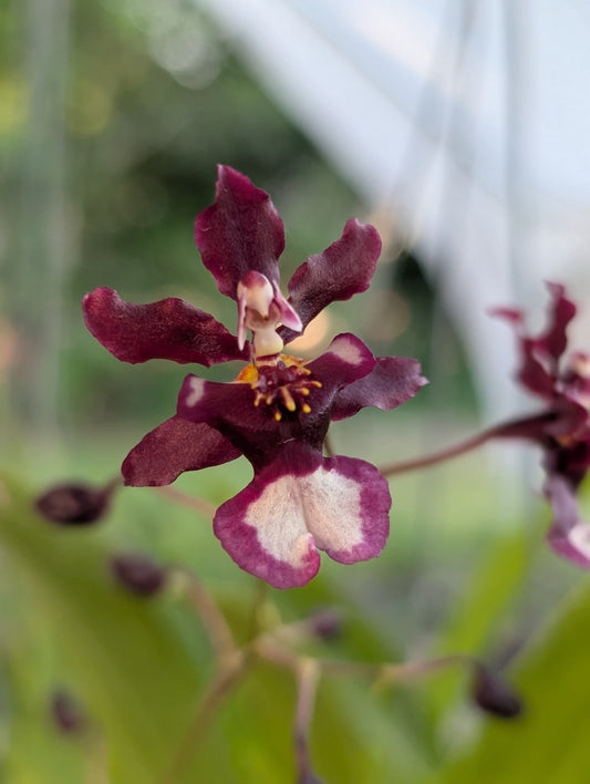 Oncidium Jairak Fragrance 'Ha-Nu-Maan' | BS not in bloom