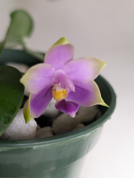 Phal. violacea | BS not in bloom
