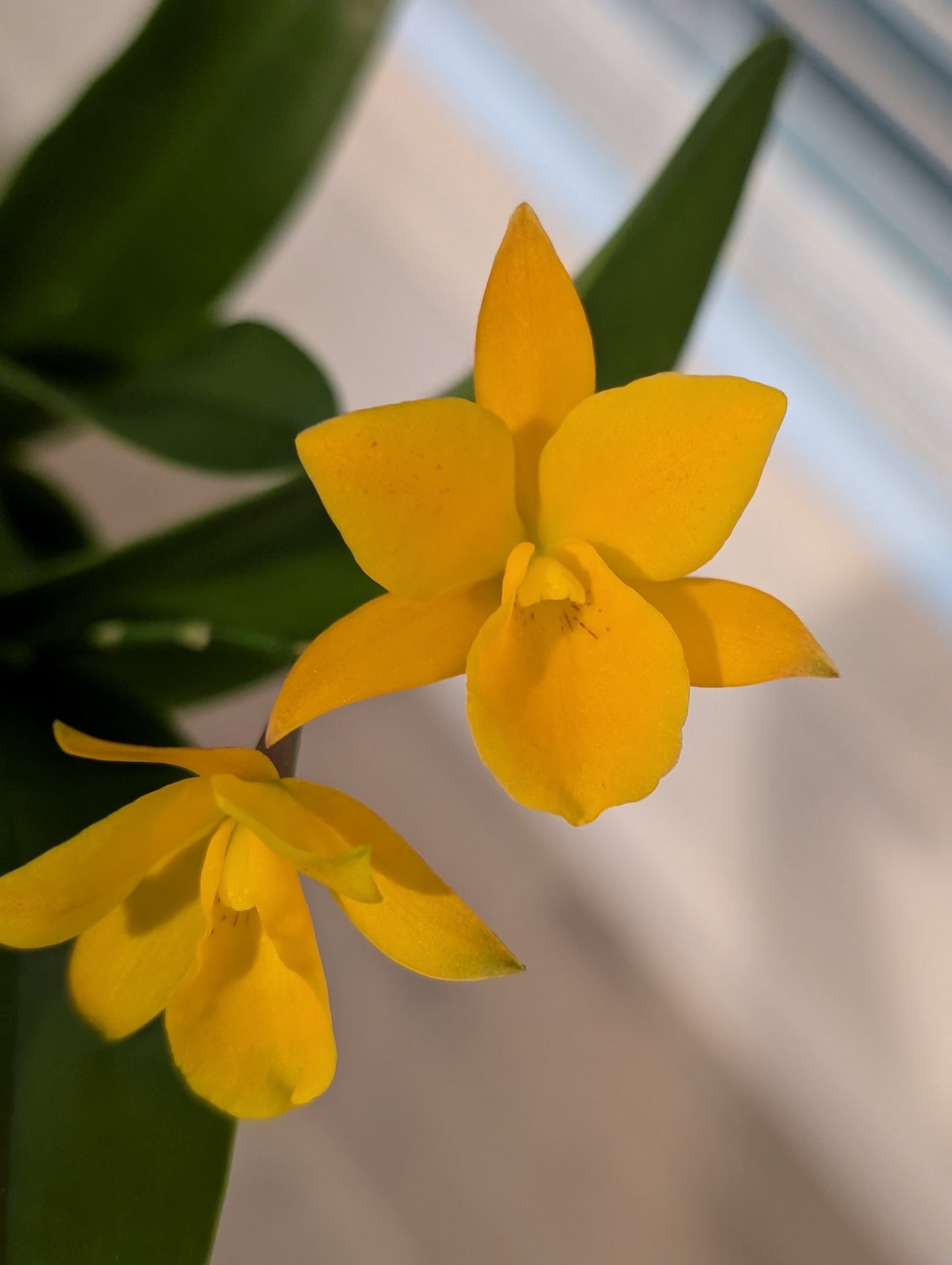 C. aurantiaca 'Spots' x Ctna. Why Not 'Yellow' | BS not in bloom