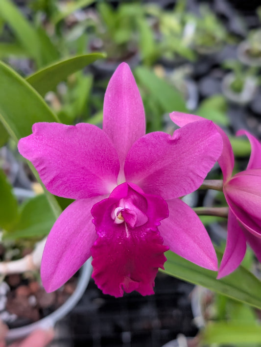 Pot. Hsinying Pink Doll 'Pink Doll' x Ctt. Bactia 'Grape Wax' | 5" pot BS not in bloom