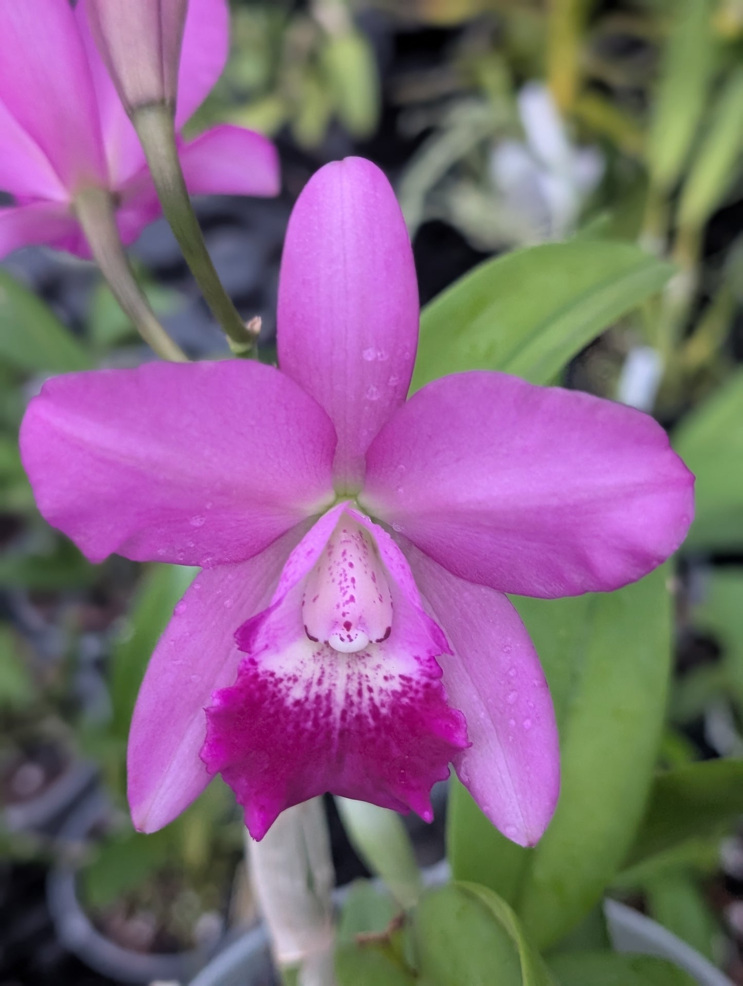 Pot. Hsinying Pink Doll 'Pink Doll' x Ctt. Bactia 'Grape Wax' | 5" pot BS not in bloom