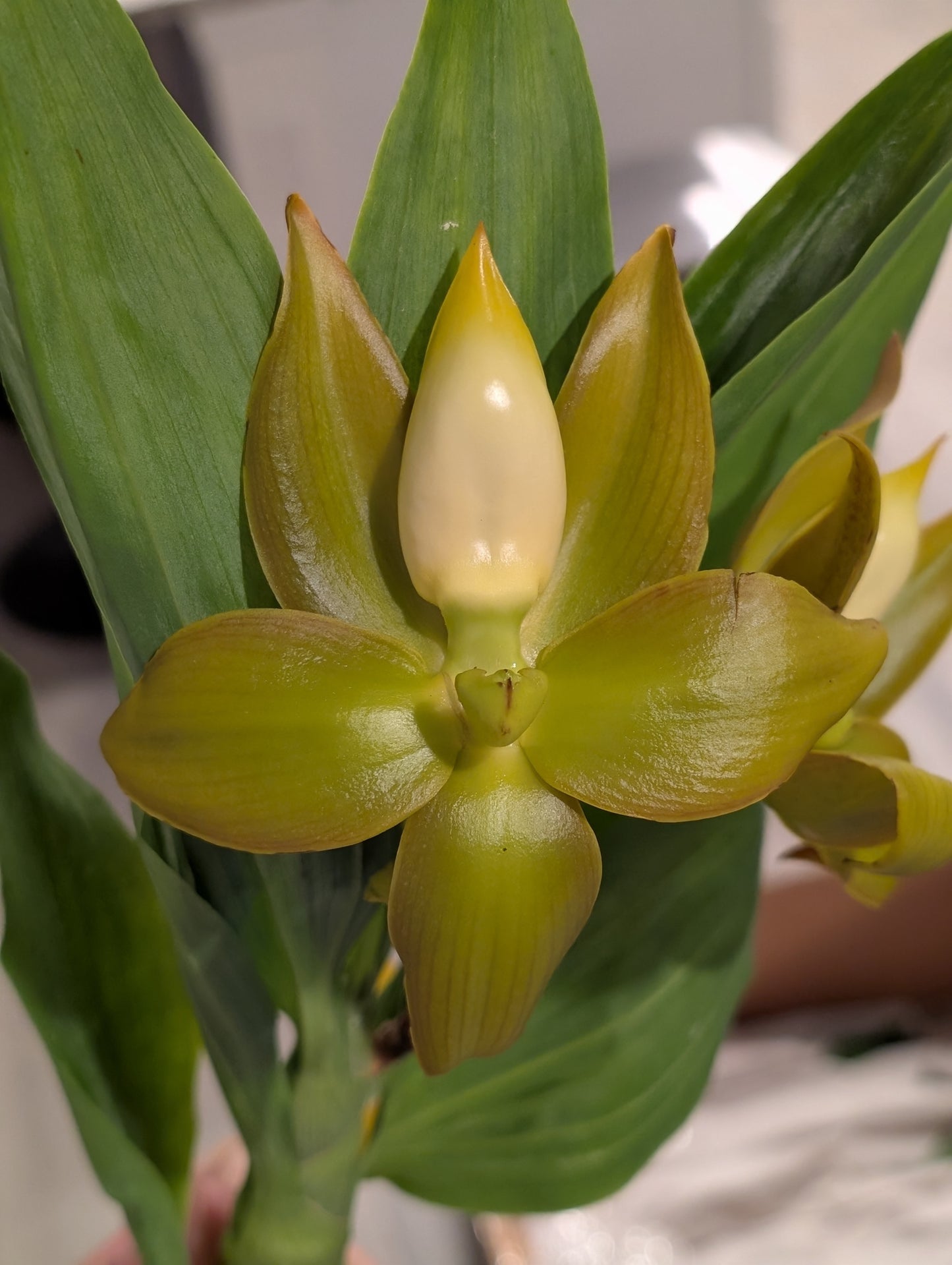 Cyc. Grinch's Gold | Blooming size