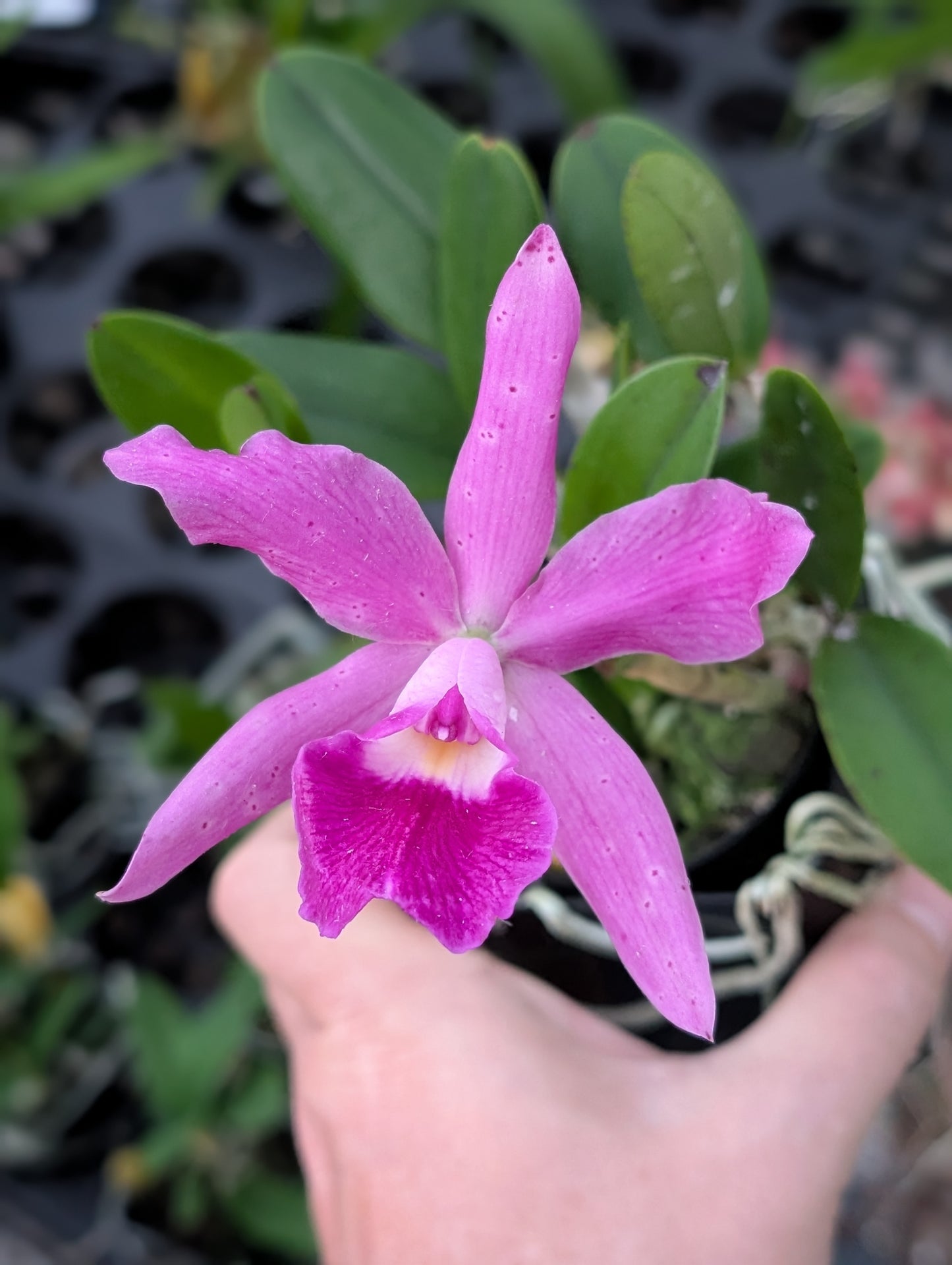 C. QF Lopaka (aclandiae x C. QF Hazel Kealoha)  | BS not bloom